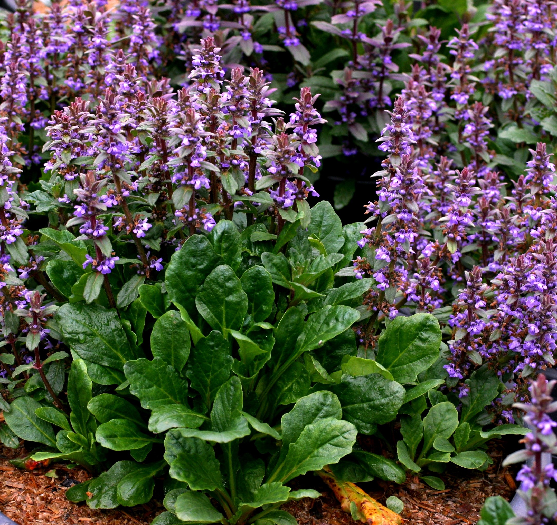 Ajuga Australis Australian Bugle Australian Native Plant ajuga-australis-australian-bugle-australian-native-plant