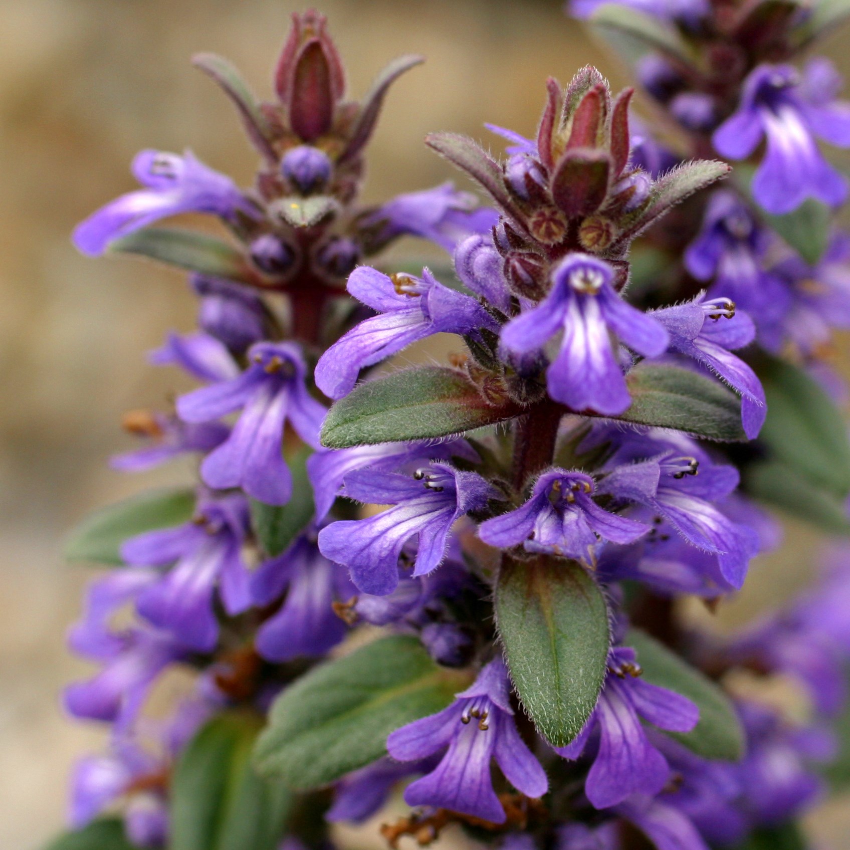 Ajuga Australis Australian Bugle Australian Native Plant ajuga-australis-australian-bugle-australian-native-plant