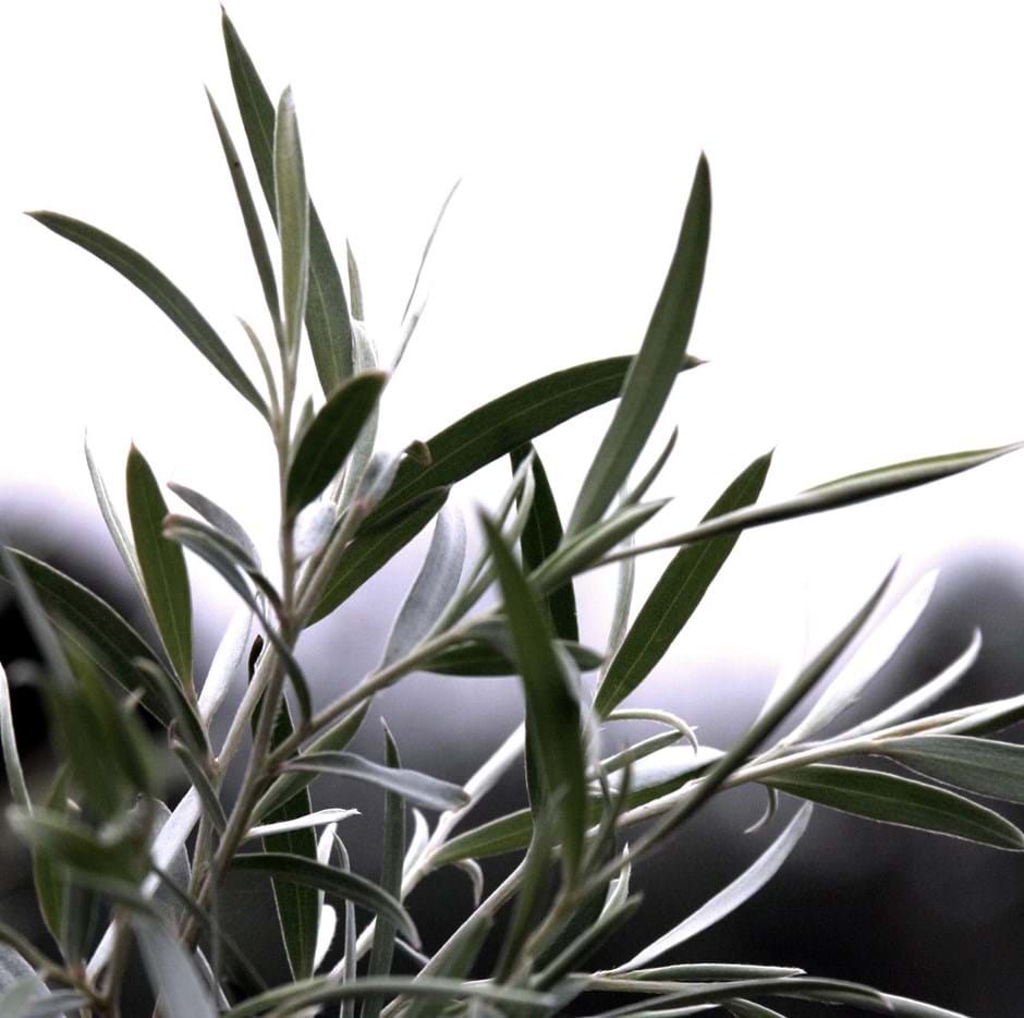 Leptospermum brachyandrum Silver Weeping Tea-Tree Australian Native Plant