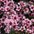 Leptospermum hybrid LEPT17004 'Pink Crystals' 