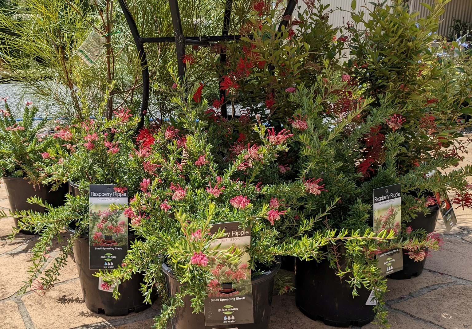 Grevillea juniperina x lanigera Raspberry Ripple Australian Native Plant