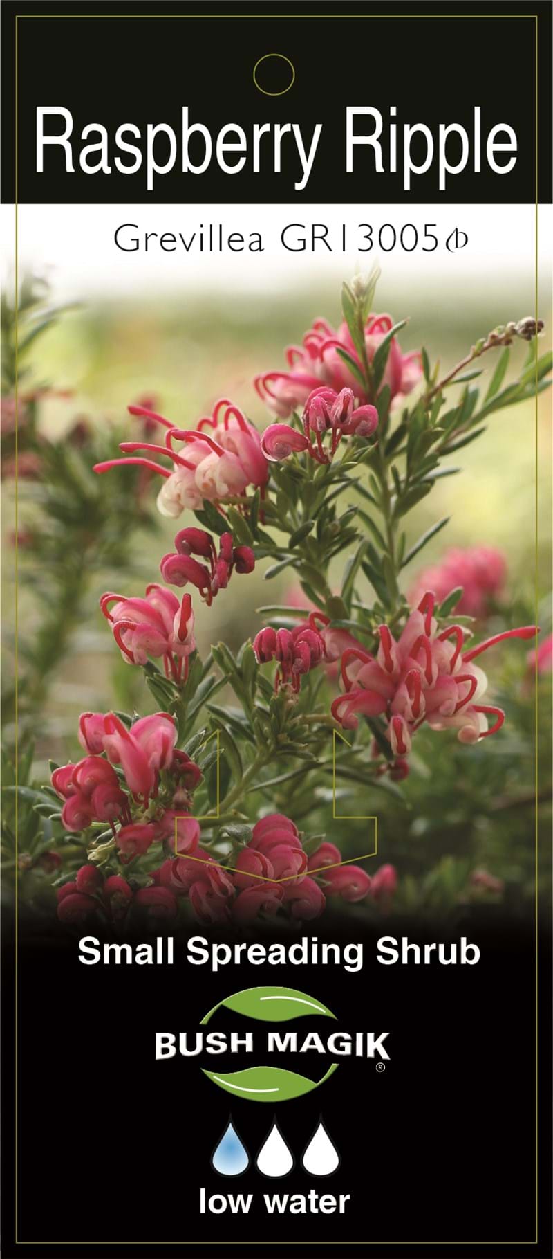 Grevillea juniperina x lanigera 'Raspberry Ripple' - Label