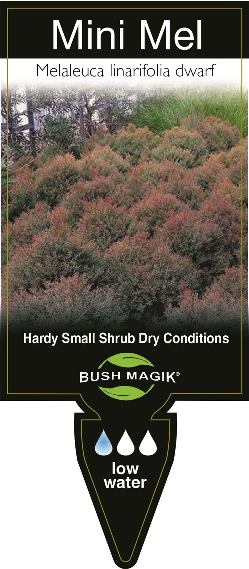 Mel Label Melaleuca linariifolia dwarf 'Mini Mel' - Label